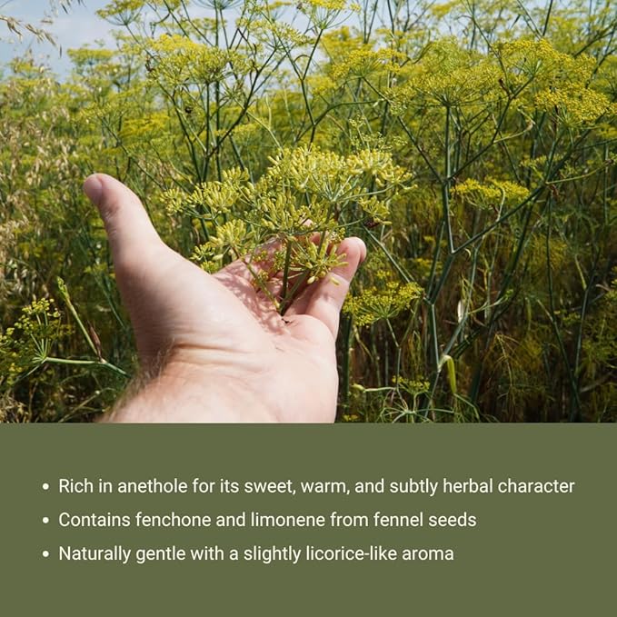 Fennel Essential Oil (Sweet Fennel) - Direct from Balkan Essential Oils - Pure Aromatherapy Diffuser Oils | 100% Pure Therapeutic Grade Natural Aceite de Hinojo - 22lbs