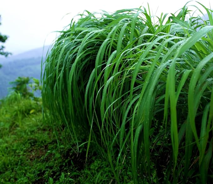 Citronella Essential Oil - Direct from Central Java, Indonesia - Pure Essential Oil for Diffusers and Aromatherapy | 100% Pure Therapeutic Grade (15ml)
