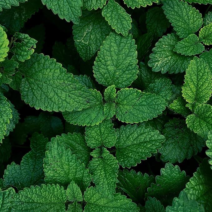 Organic Mint Essential Oil 1/3 Fl Oz (10ml) Mentha arvensis - 100% Pure Natural and Undiluted Therapeutic Aromatherapy Diffuser Fresh Aroma Muscle Cooling Massage Head Tention Relief