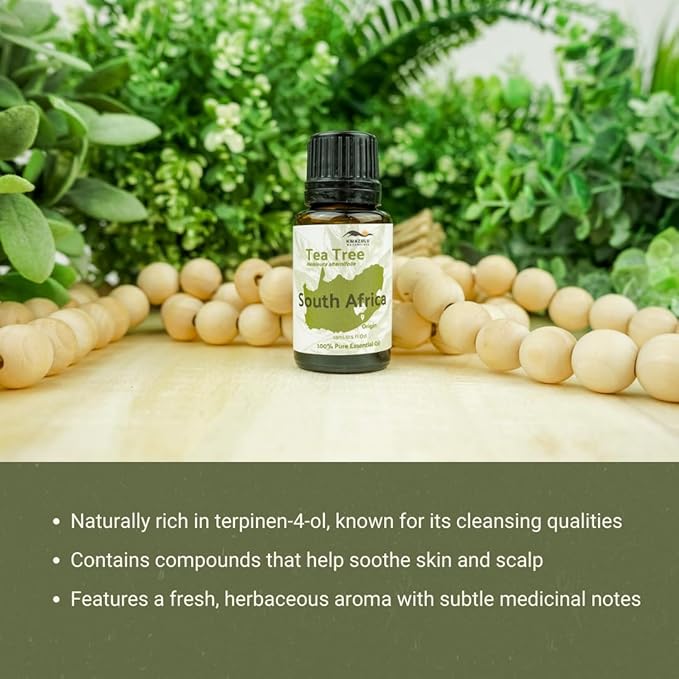 Tea Tree Essential Oil - Direct from Kwazulu Botanicals South Africa - Steam Distilled - Aceite Esencial de Árbol de Té for Aromatherapy, Diffuser, DIY Candle and Soap Making - 8oz