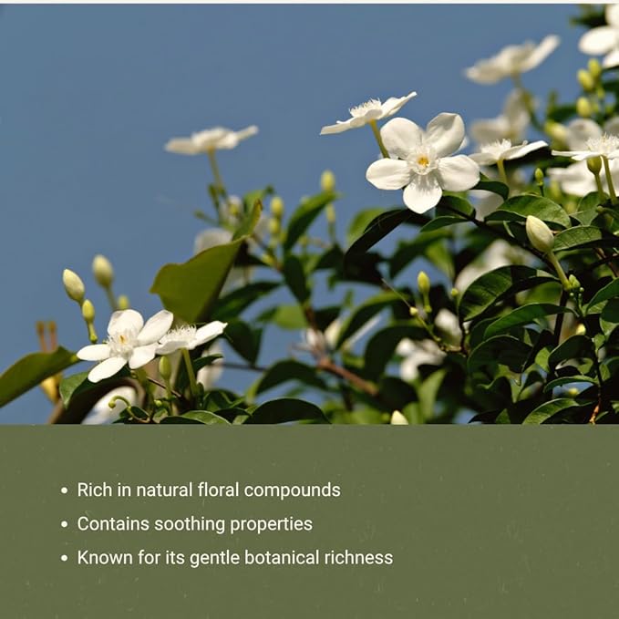 Jasmine Essential Oil - Direct from Fridal Egypt - Steam Distilled - Aceite de Jazmín for Aromatherapy, Massage, Diffuser, DIY Candle and Soap Making - 15ml
