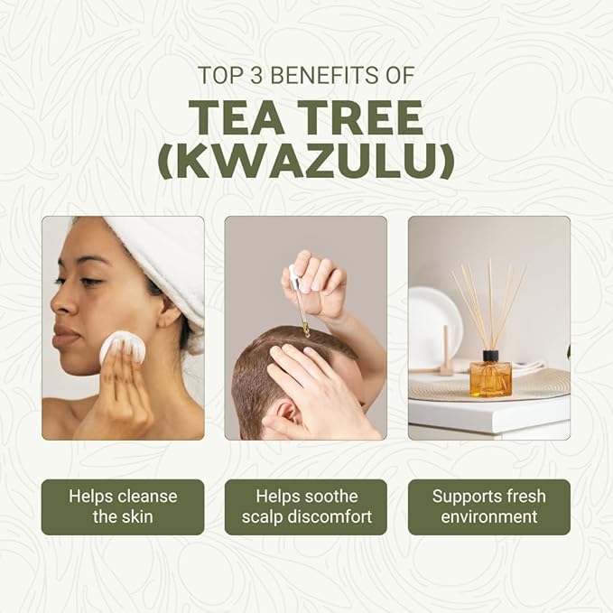 Tea Tree Essential Oil - Direct from Kwazulu Botanicals South Africa - Steam Distilled - Aceite Esencial de Árbol de Té for Aromatherapy, Diffuser, DIY Candle and Soap Making - 15ml