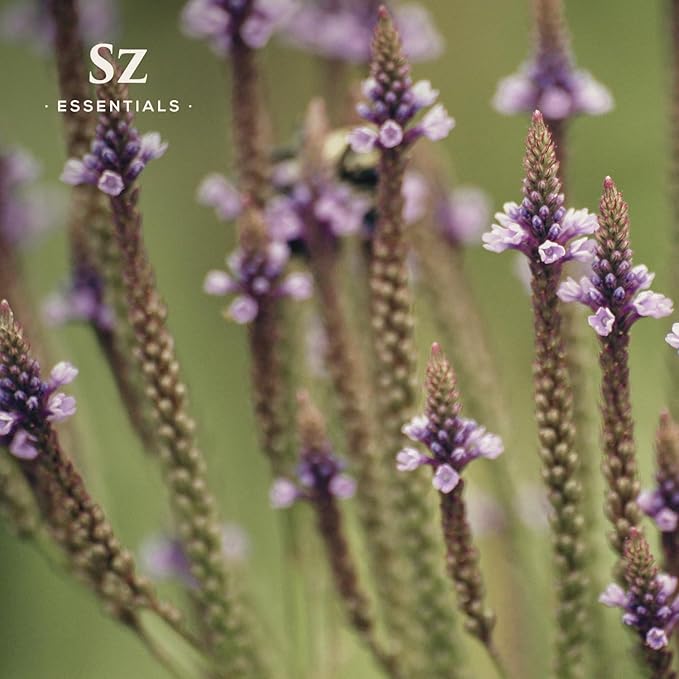 Vervain Oil – Evil Spirit Protection, Love Spell, Witchcraft, Magickal Healing, Aromatherapy & Diffuser Use, Natural Perfumery, Candle Rituals, Anointing, Hoodoo, Wiccan, Voodoo - Vegan