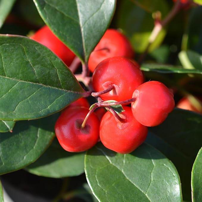 Essences Bulgaria Wintergreen Essential Oil 15ml (0.51 Fl Oz) | Gaultheria procumbens | 100% Pure, Natural, Undiluted | Aromatherapy, Cosmetics | Vegan, Non-GMO, Cruelty-Free