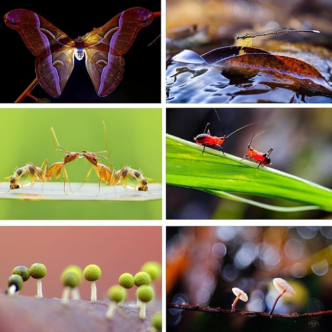 Macro Photography Flash Softbox Diffuser Kit, for Macro Jewelry Insect Photography,Portable Speedlite Flash Diffuser Softbox,Compatible with all macro lenses, zoom lenses, etc（Focus Lamp Not Included）