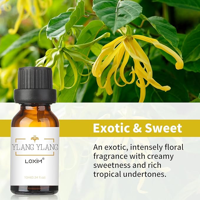 LOXIM Ylang-Ylang Essential Oil, Pure Natural Essential Oils, Fragrance Oil Perfect for Humidifiers, Diffusers, Candle Making, Scent Home and Office (Pack of 1, Ylang-Ylang)