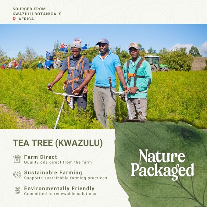 Tea Tree Essential Oil - Direct from Kwazulu Botanicals South Africa - Steam Distilled - Aceite Esencial de Árbol de Té for Aromatherapy, Diffuser, DIY Candle and Soap Making - 2lbs