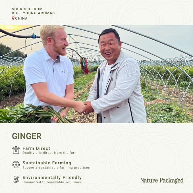 Ginger Essential Oil - Direct from Bio-Young Aromas - Pure Ginger Oil for Skin - Aceite de Jengibre - Aromatherapy 100% Therapeutic Premium Grade (15ml)