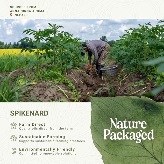 Organic Spikenard Essential Oil - Direct from Annapurna Aroma Nepal - Steam Distilled - Aceite de Nardo for Aromatherapy, Massage, Diffuser, DIY Candle and Soap Making - 8oz