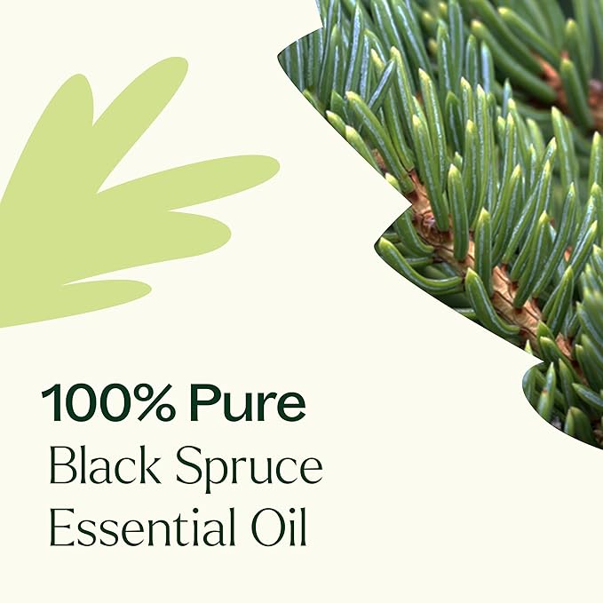 Plant Therapy Black Spruce Essential Oil 30 mL (1 oz) 100% Pure, Undiluted, Aromatherapy, Respiratory Support, Sore Muscle Relief