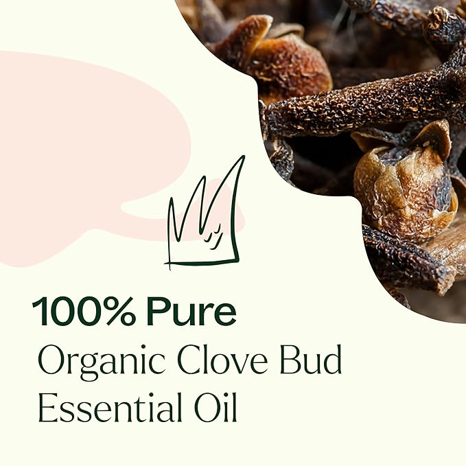 Plant Therapy Organic Clove Bud Essential Oil, 10 mL (1/3 oz), 100% Pure and Undiluted, USDA Certified Organic, Fresh and Spicy Scent, Great for Aromatherapy