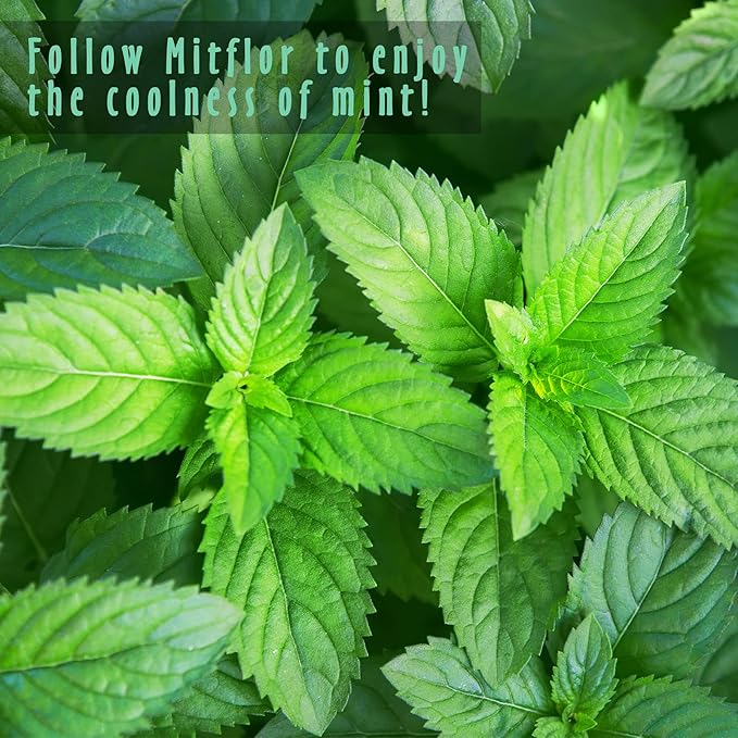 Fragrance Oils Set of Mints, MitFlor Premium Scented Oils for Diffuser, Soap & Candle Making Scents, Refreshing Home Fragrance, Aromatherapy Oil Gift Set, Cedarwood Mint, Coconut Mint and More, 6x10ml
