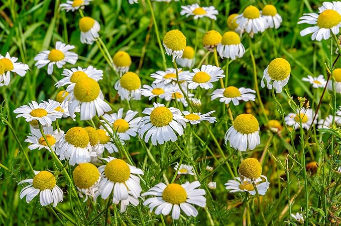 US Organic 100% Pure Blue Chamomile (German) Essential Oil - USDA Certified Organic, Steam Distilled - W/Euro Dropper (More Size Variations Available) (5 ml / 1/6 fl oz)
